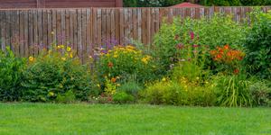 An eco-friendly lawn with native flowers.