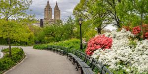 Flowers and buildings in the background of New York Central Park