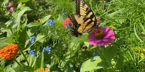 A butterfly collecting nectar in a flower bed.